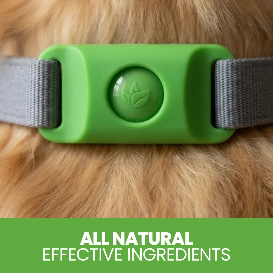 Pest-Shield Tag on dog collar