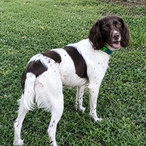 No More Ticks on Our Weekend Trail Hikes on customer pet