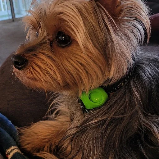 The Cleanest Solution for a Multi-Pet Household on customer pet